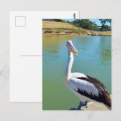 Pelican Back Chat, Briefkaart (Voorkant / Achterkant)