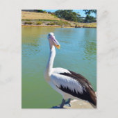 Pelican Back Chat, Briefkaart (Voorkant)