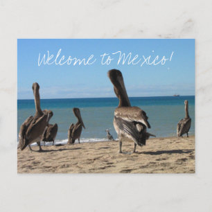 Pelican Beach Bums Briefkaart