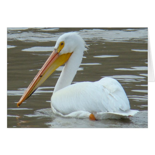 Pélican blanc B15 sur eau boueuse (Devant horizontal)
