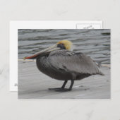 Pelican Briefkaart (Voorkant / Achterkant)