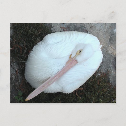 Pelican Briefkaart (Voorkant)