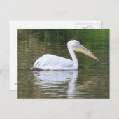 Pelican Briefkaart (Voorkant / Achterkant)