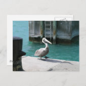 Pelican Briefkaart (Voorkant / Achterkant)