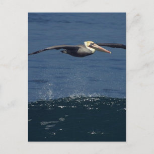 Pelican Briefkaart