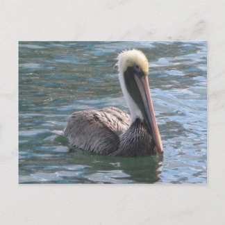 Pelican Briefkaart