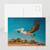 Pelican Briefkaart (Voorkant / Achterkant)