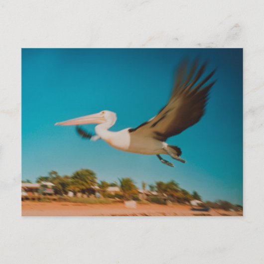 Pelican Briefkaart (Voorkant)