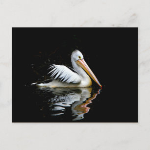 Pelican Briefkaart