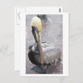 Pelican Briefkaart (Voorkant / Achterkant)