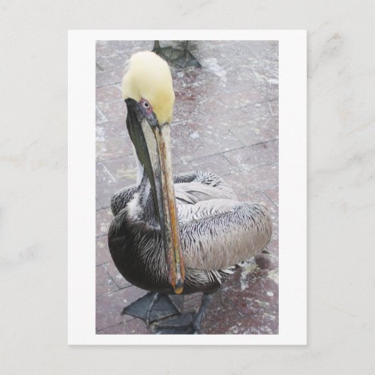 Pelican Briefkaart (Voorkant)
