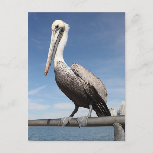 Pelican Briefkaart (Voorkant)