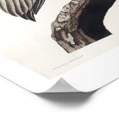 Pélican Brown par Audubon Poster (Coin)