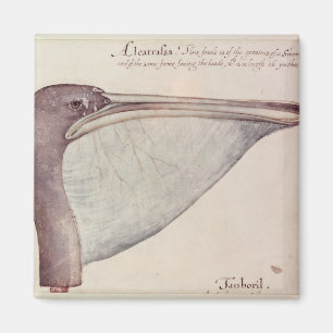 Pelican, c.1590 magneet