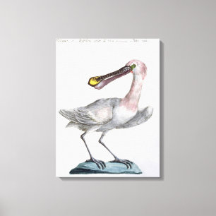 Pelican, c.1767-76 (met de hand gekleurd) canvas afdruk