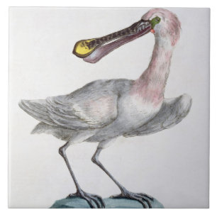 Pelican, c.1767-76 (met de hand gekleurd) tegeltje