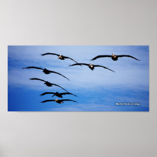 Pelican Cluster IV Poster