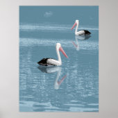 Pelican Couple Paddling op rustig blauw water Poster (Voorkant)