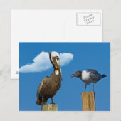 Pelican en Briefkaart (Voorkant / Achterkant)