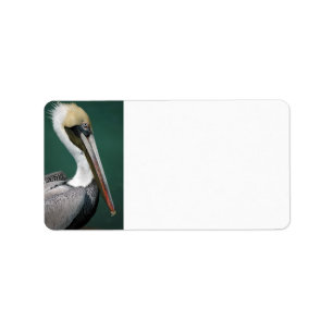 Pelican Etiket