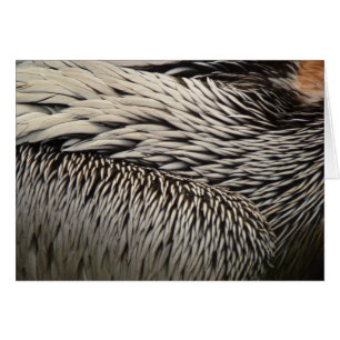 Pelican Feathers Abstracte Natuur Fotografie
