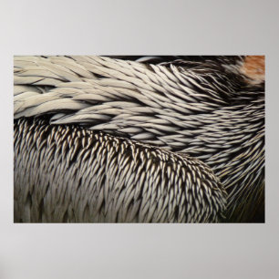 Pelican Feathers Abstracte Natuur Fotografie Poster