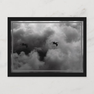 Pelican Flight Briefkaart