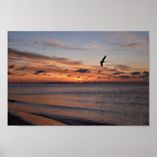 Pelican Flying at Sunrise, Dauphin Island, Alabama Poster
