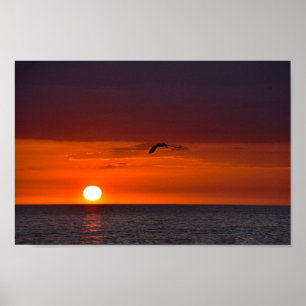 Pelican Flying Poster