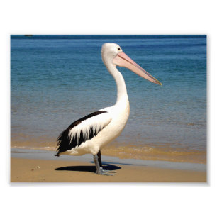 Pelican Foto Afdruk