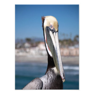 Pelican Foto Afdruk