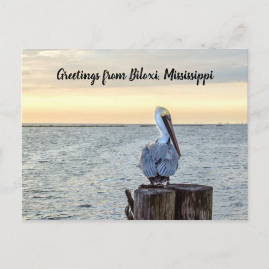 Pelican Greetings Briefkaart (Voorkant)