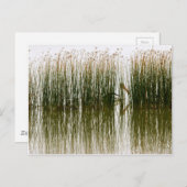 Pelican Hideout Briefkaart (Voorkant / Achterkant)