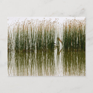 Pelican Hideout Briefkaart