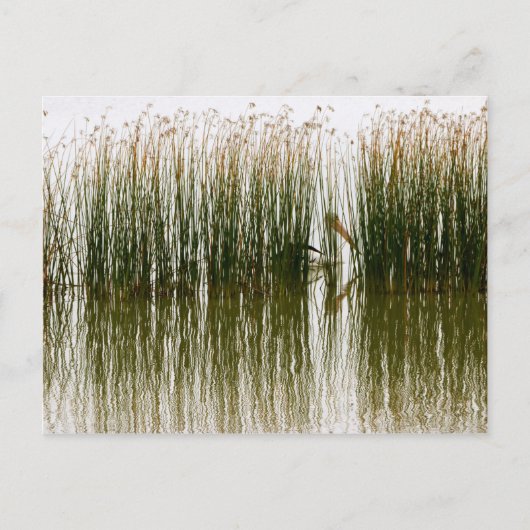 Pelican Hideout Briefkaart (Voorkant)