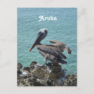 Pelican in Aruba Briefkaart