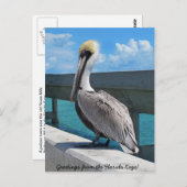 Pelican in het briefkaart van Florida Keys (Voorkant / Achterkant)