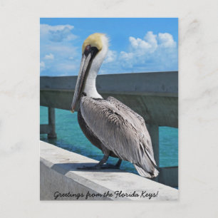 Pelican in het briefkaart van Florida Keys