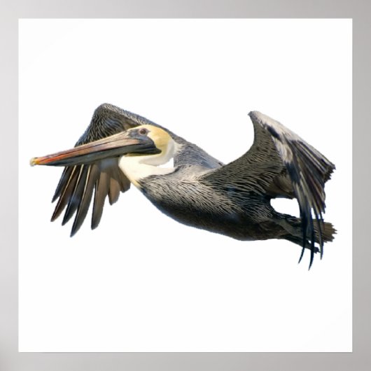 Pelican in poster (Voorkant)