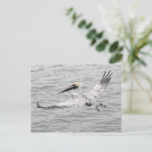Pelican in vlucht briefkaart (Staand voorkant)
