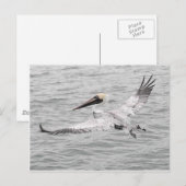 Pelican in vlucht briefkaart (Voorkant / Achterkant)