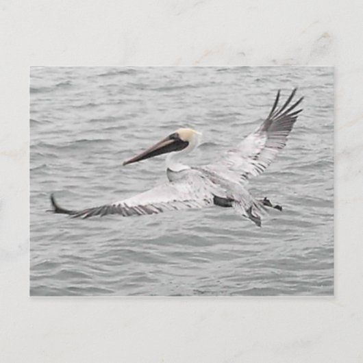 Pelican in vlucht briefkaart (Voorkant)