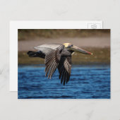 Pelican in vlucht briefkaart (Voorkant / Achterkant)