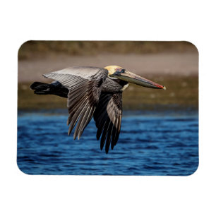 Pelican in vlucht magneet