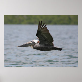 Pelican in vlucht poster