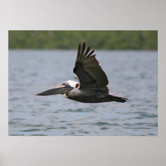 Pelican in vlucht poster (Voorkant)
