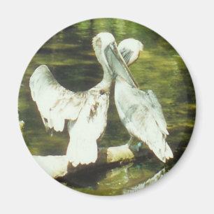 PELICAN LOVE - magneet