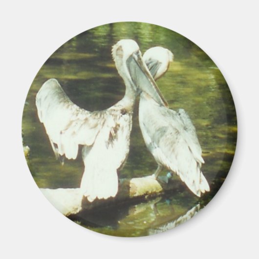 PELICAN LOVE - magneet (Voorkant)