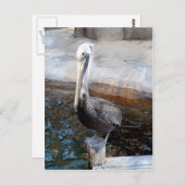 Pelican Love-Occasions_ Briefkaart (Voorkant / Achterkant)