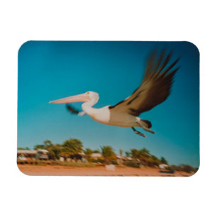 Pelican Magneet